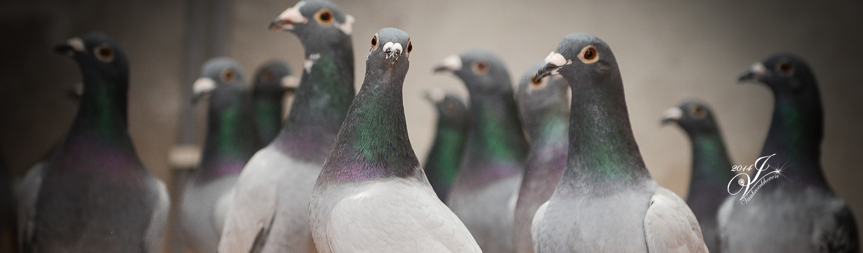 Royal Pigeon Photography